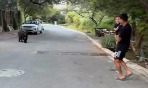Ήρθε... τετ α τετ με αρκούδα έξω από το σπίτι του! (vid) thumb