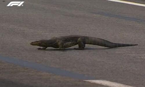 F1: Μία τεράστια σαύρα έκανε «ντου» στις ελεύθερες δοκιμές!  thumb