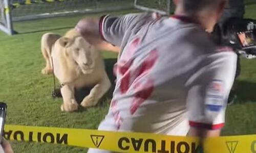 Κατηγορούν τον Μανωλά ότι... εκνεύρισε το λιοντάρι! thumb