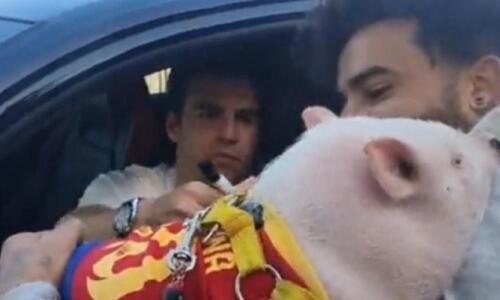 Αυτόγραφο σε γουρούνι! thumb